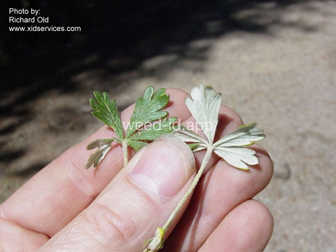 cinquefoil, silvery